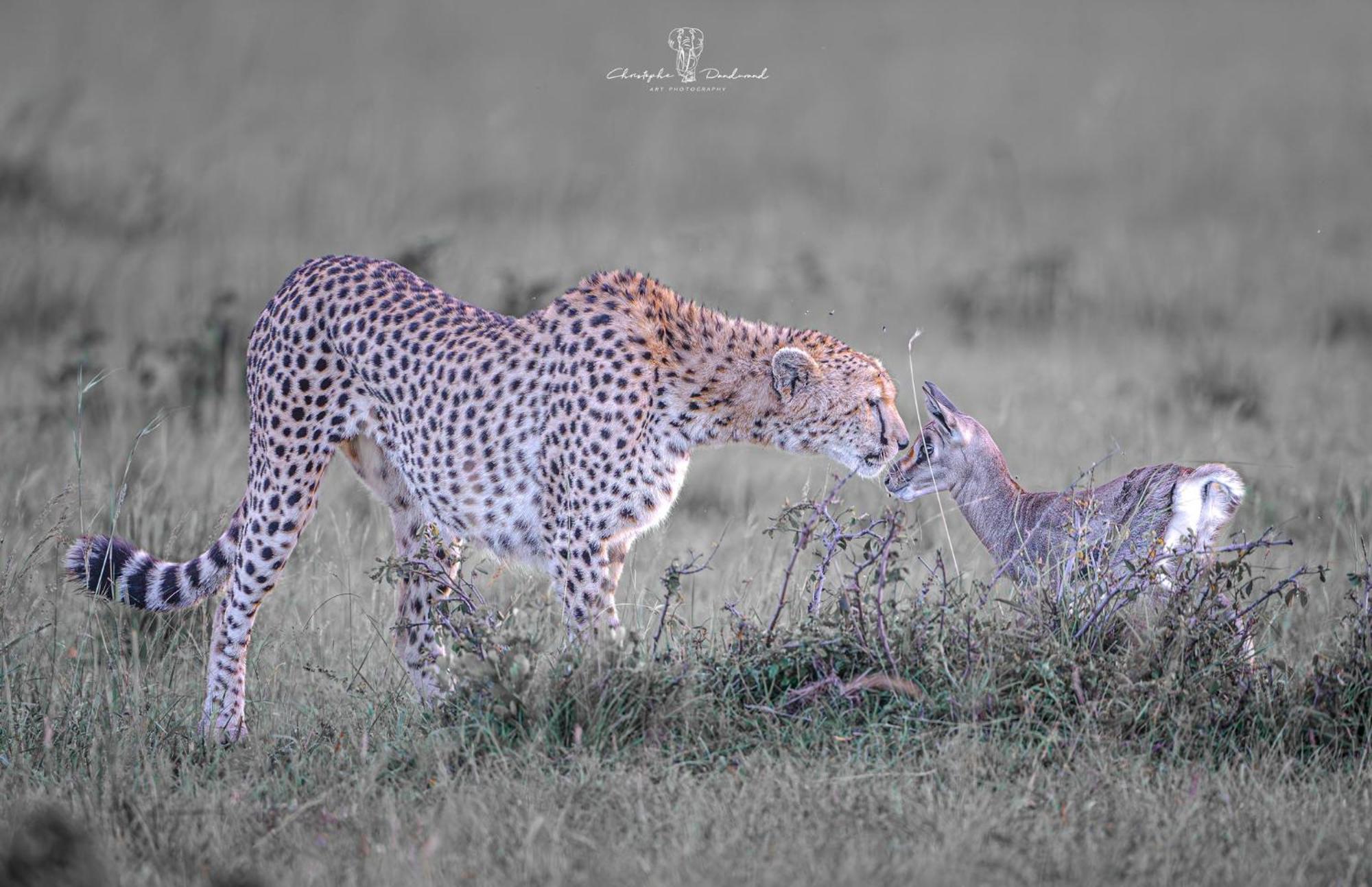 Mara Major Camp Maasai Mara Exterior foto